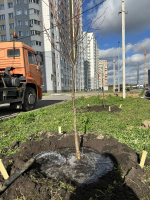 В Липецке озеленяют новый микрорайон
